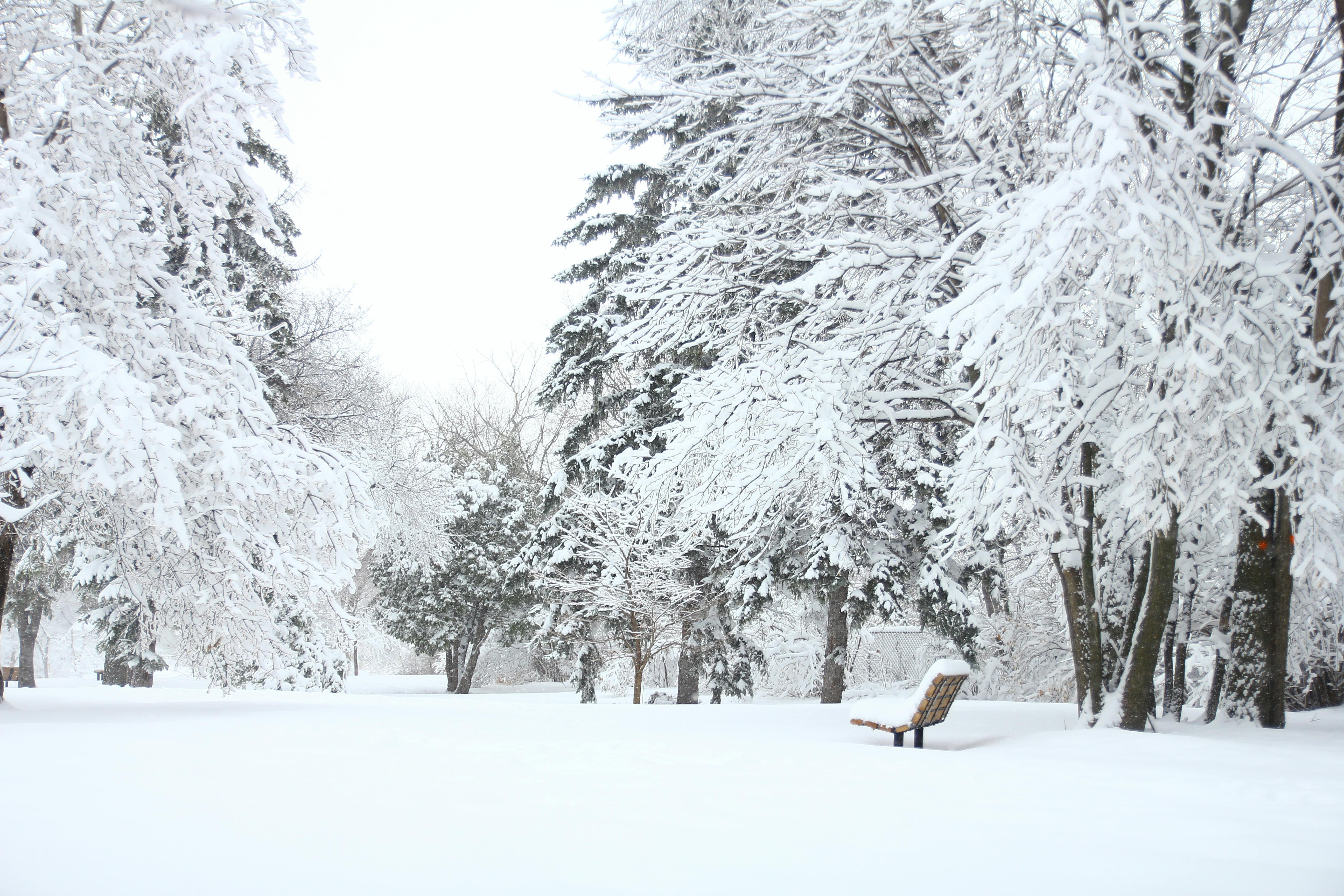 a snowy field